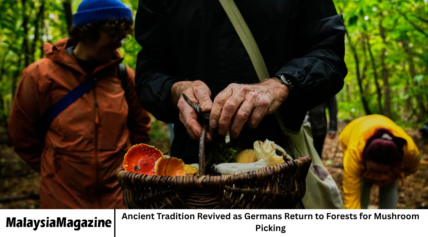 Ancient Tradition Revived as Germans Return to Forests for Mushroom Picking